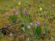 Erste Frühlingsblumen im Schulgarten