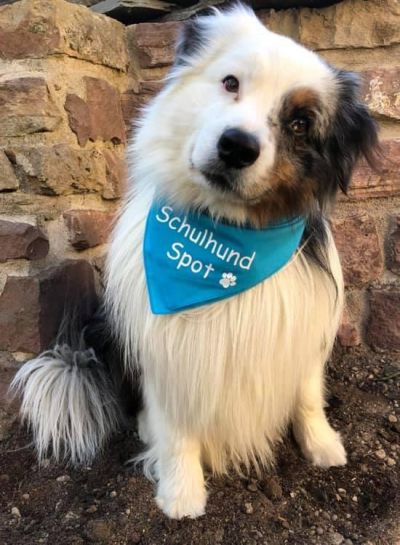 Foto Spot der Schulhund