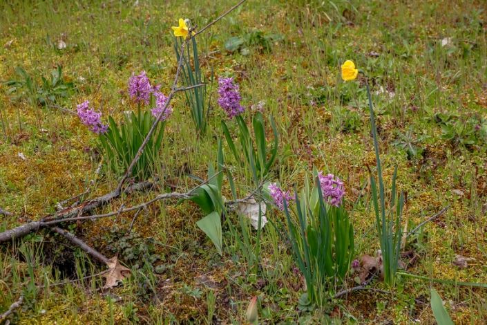 Erste Frühlingsblumen im Schulgarten